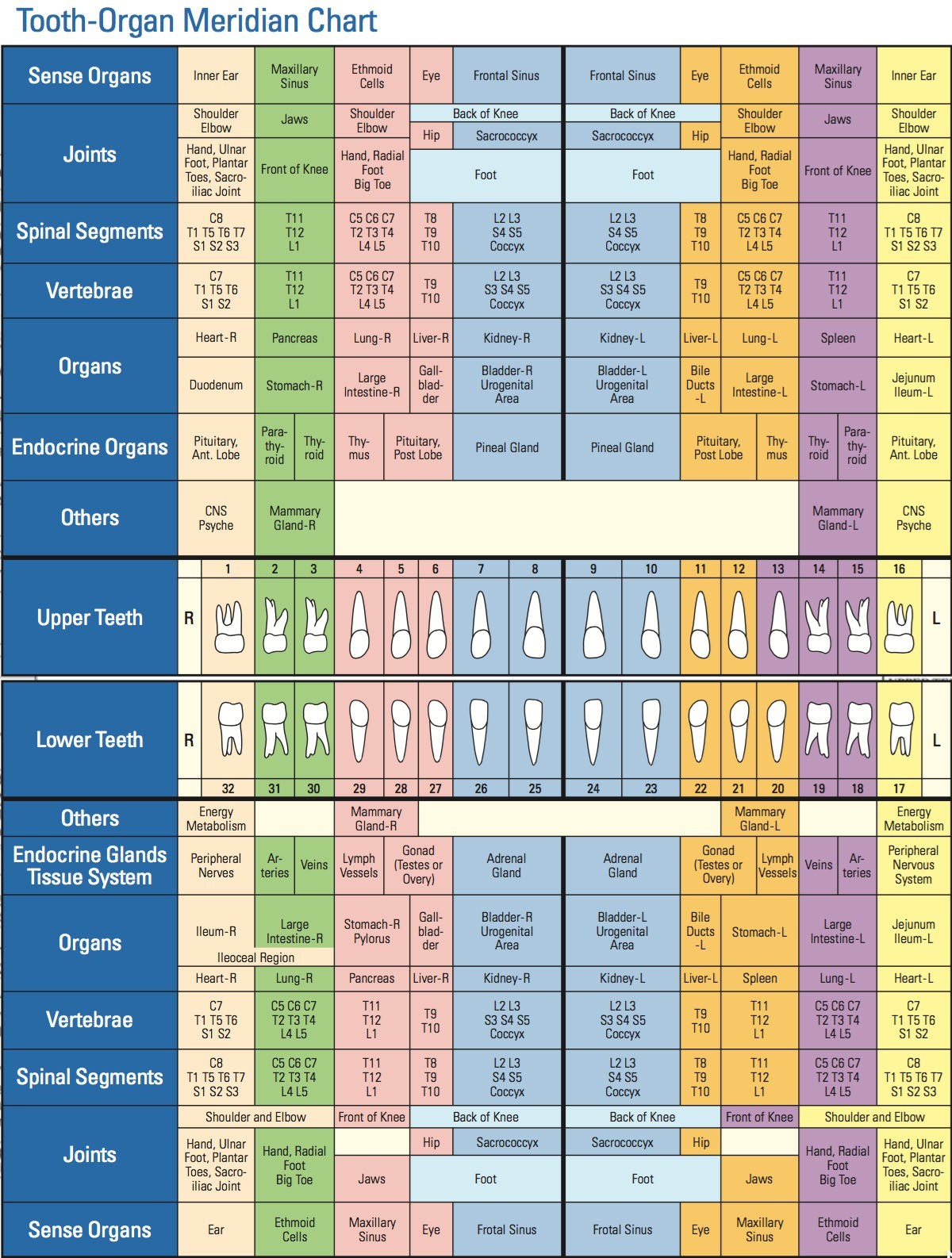 Holistic Dentistry Tooth Chart